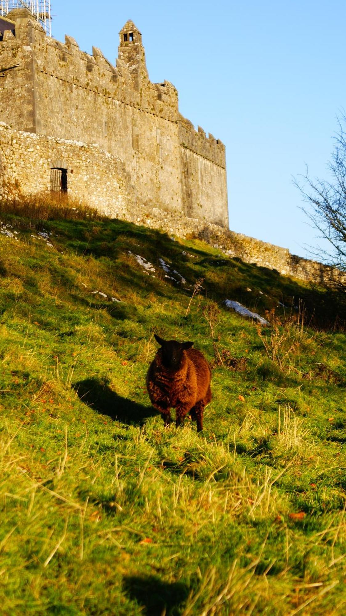 Rockville House B&B Cashel  Bagian luar foto