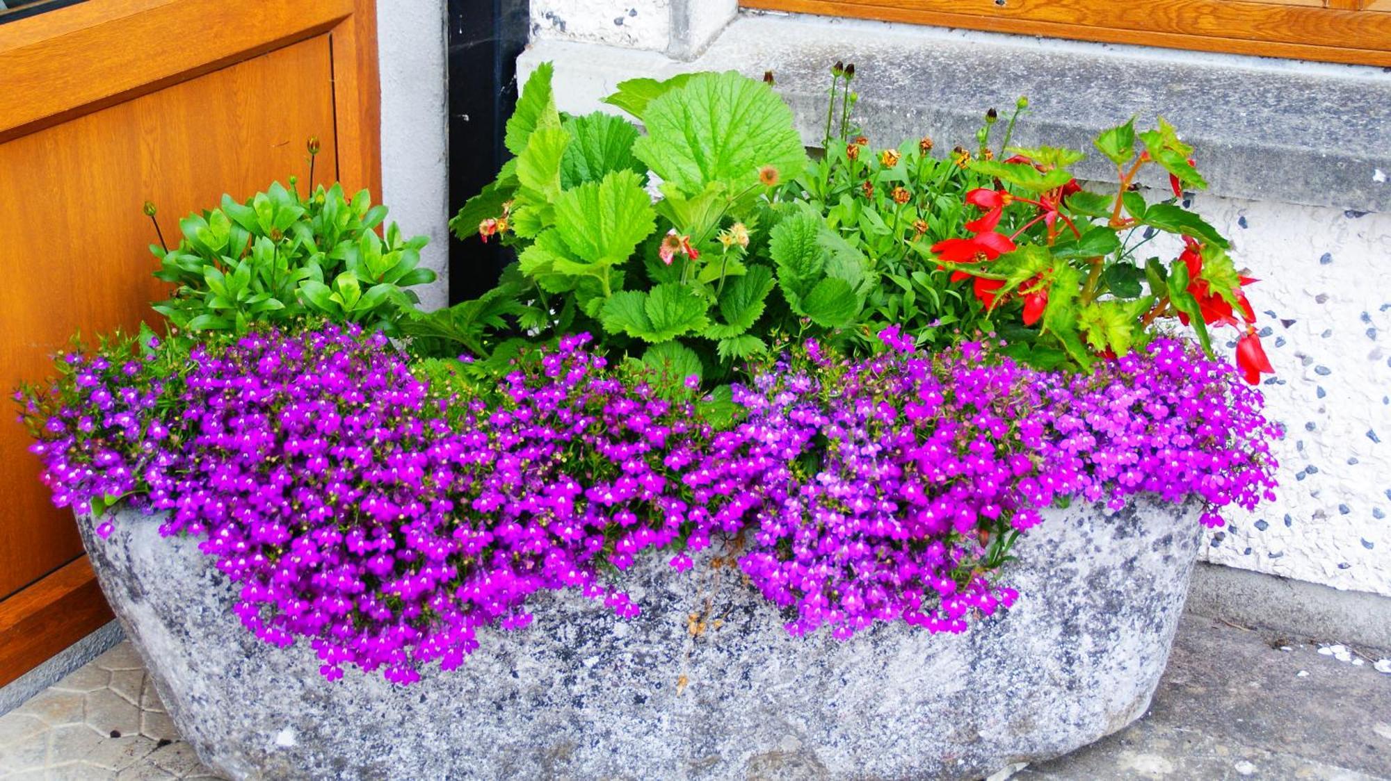Rockville House B&B Cashel  Bagian luar foto